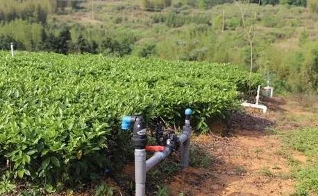茶園水肥一體化技術(shù)，實(shí)現(xiàn)茶園綠色可持續(xù)發(fā)展